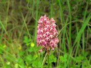 Le Colorado Provençal - La Flore