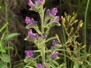 Le Colorado Provençal - La Flore