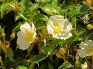 Le Colorado Provençal - La Flore